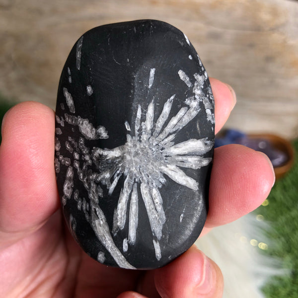 Chrysanthemum Stone (Everlasting Love, Inner Wisdom, Clarity, Self Healing),