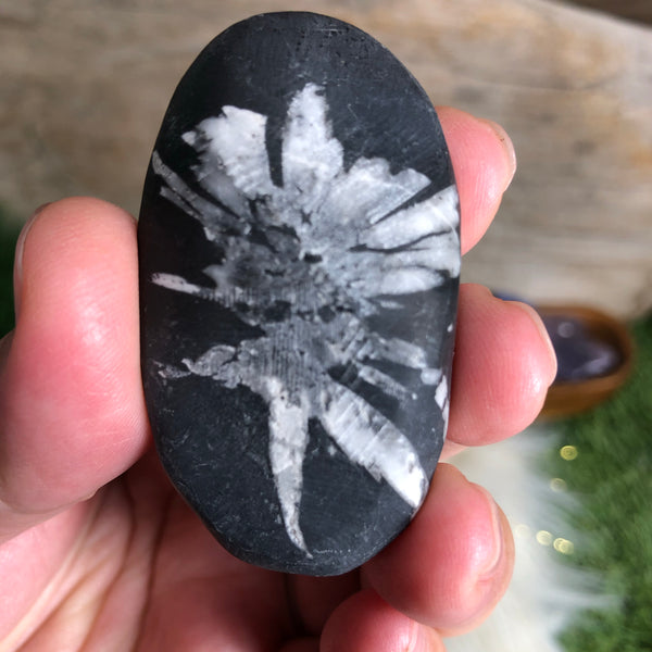 Chrysanthemum Stone (Everlasting Love, Inner Wisdom, Clarity, Self Healing),